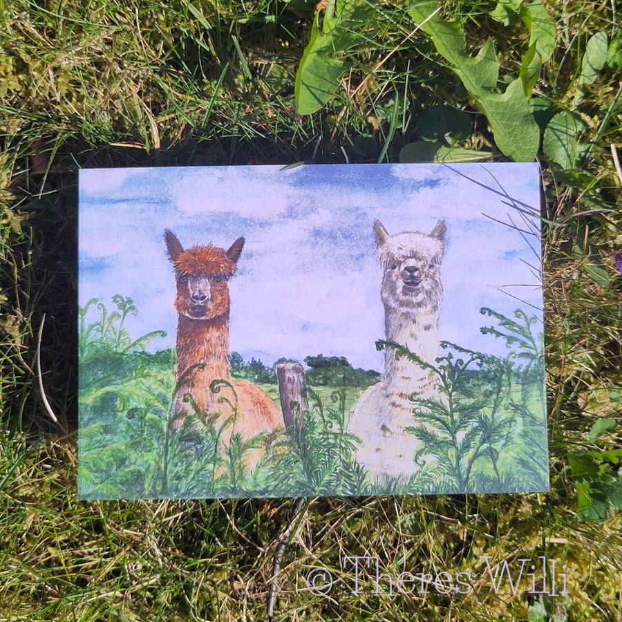 Postkarte - Alpaka