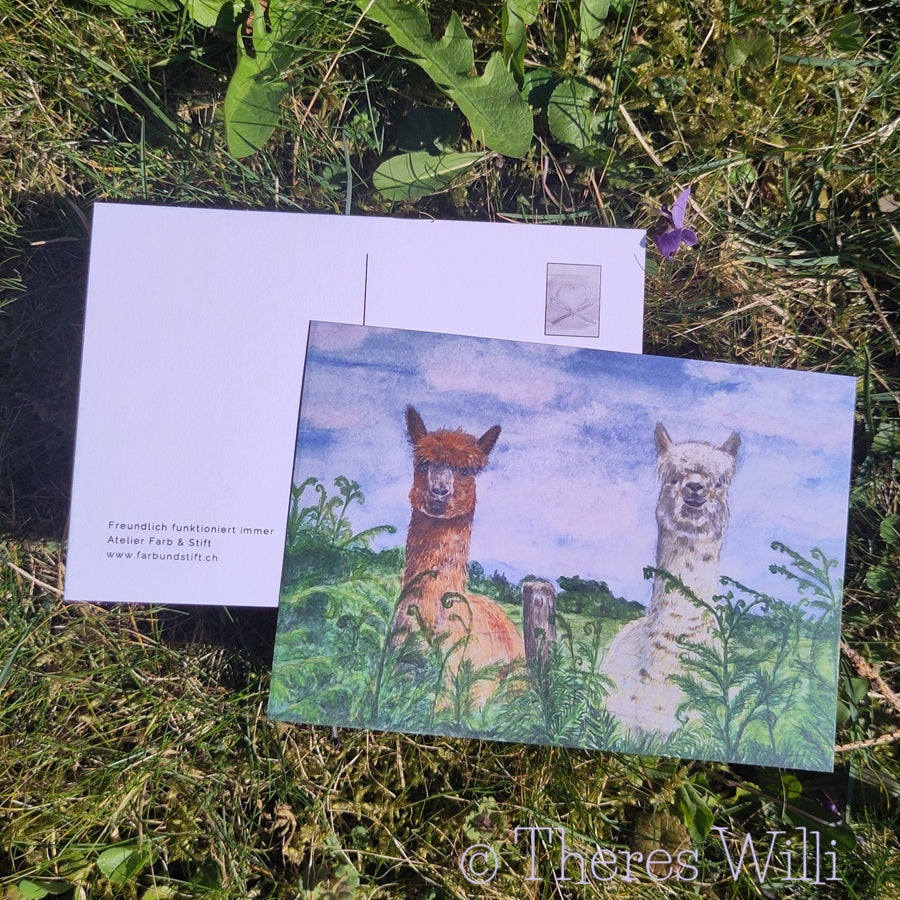 Postkarte - Alpaka